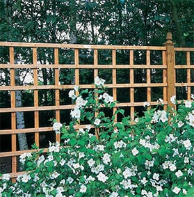 Trellis Fence