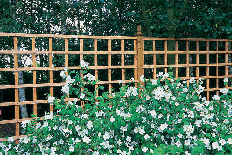 Image for Forest Heavy Duty Trellis - H 183cm x W 183cm x D 3.6cm