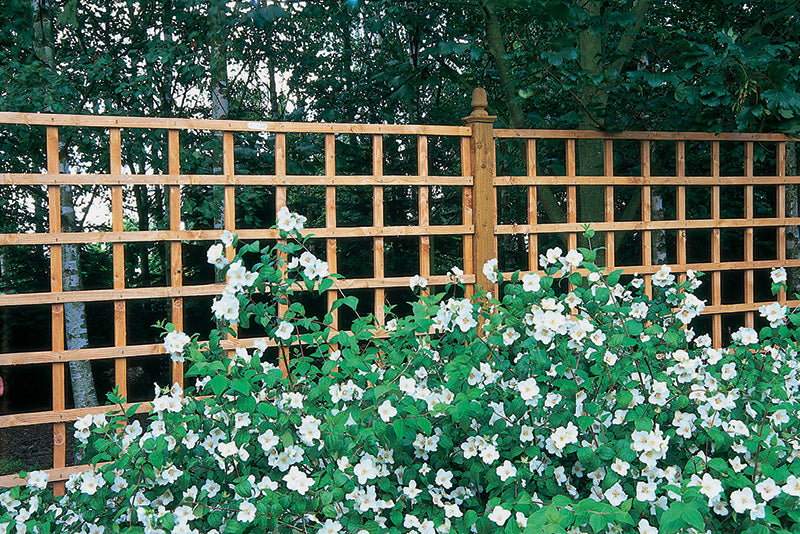 Forest Heavy Duty Trellis - 183 x 30cm - Pack of 10