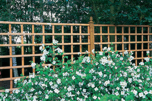 Forest Heavy Duty Trellis - 183 x 30cm - Pack of 10